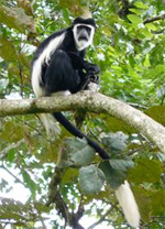 Black and white colobus
