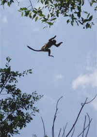 RC leaping