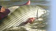 bonefish