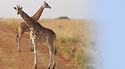 Giraffes
