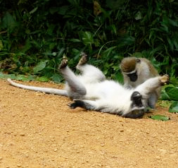vervets grooming