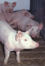 Pigs