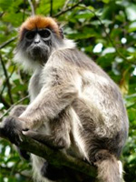red colobus