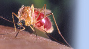 Mosquito