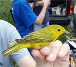 bird